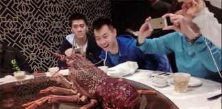 Olympic gold medalist Fu Haifeng (left) looked absolutely stunned by the size of the giant lobster in Australia!